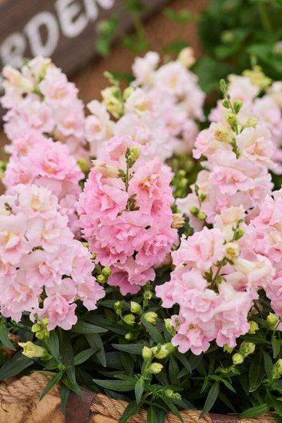 Antirrhinum twinny Rose- кученца ниски розови (224)